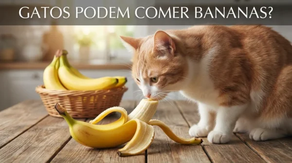 Gato Pode Comer Banana?