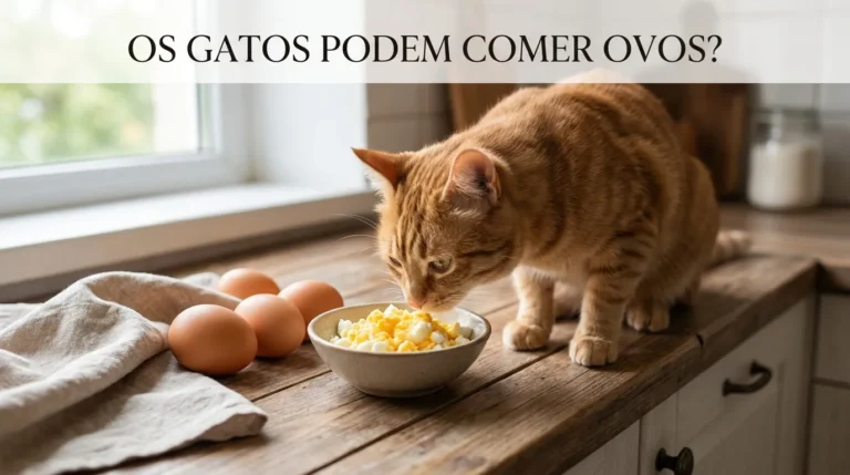 Gato Pode Comer Ovo?