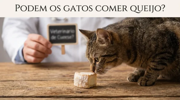 Gato Pode Comer Queijo?