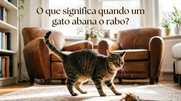 O Que Significa Quando o Gato Balança o Rabo?