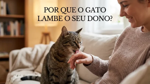 Por Que o Gato Lambe o Dono?