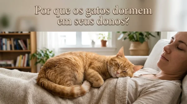 Por Que os Gatos Dormem em Cima dos Donos?