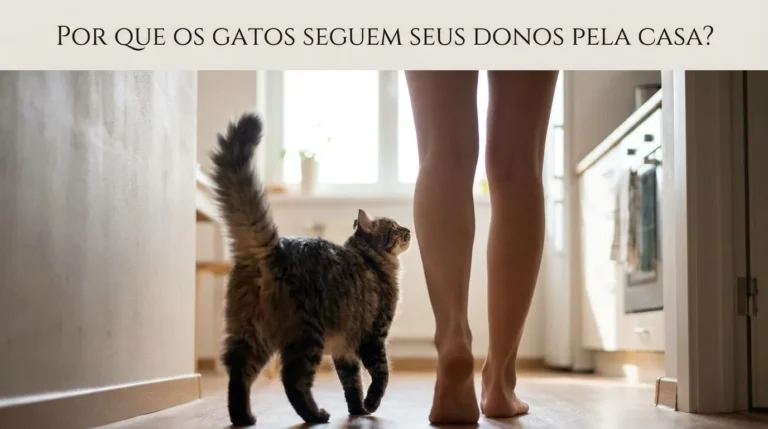 Por Que os Gatos Seguem os Donos Pela Casa?