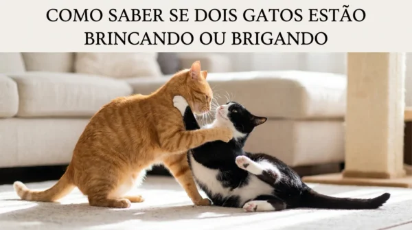 Como Saber se Dois Gatos Estão Brincando ou Brigando