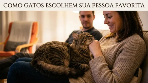 Como os Gatos Escolhem Sua Pessoa Favorita