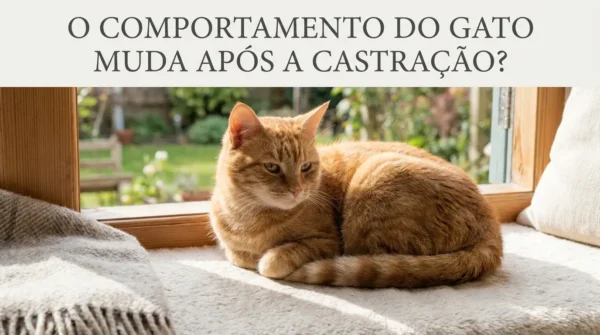 O Comportamento do Gato Muda Após a Castração?