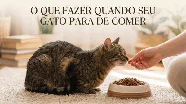 O Que Fazer Quando o Gato Para de Comer
