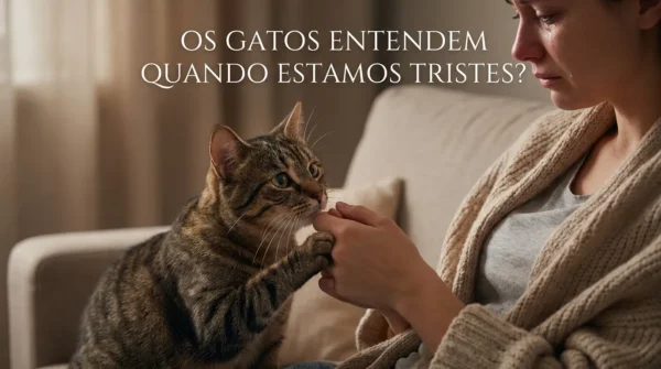 Os Gatos Entendem Quando Estamos Tristes?