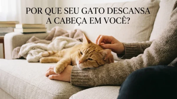 Por Que o Gato Encosta a Cabeça em Você?