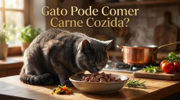 Gato Pode Comer Carne Cozida?