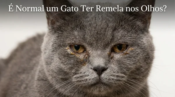 Gato com Remela no Olho é Normal?
