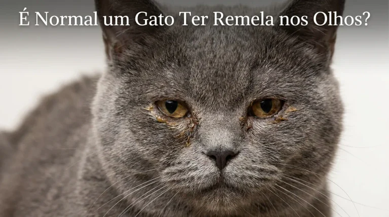 Gato com Remela no Olho é Normal?